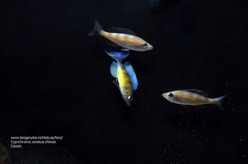 Cyprichromis zonatus 'Chituta Bay'